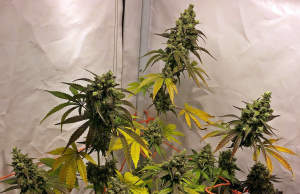 Tangie Ghost Train's picture by hoppmann