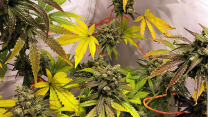 Tangie Ghost Train's picture by hoppmann