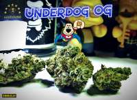 An image of Underdog OG