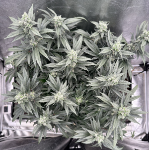Trauma's picture by llgenetics
