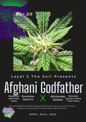 Afghani Godfather's picture by l2tsva