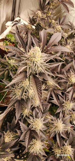 Krumbz's picture by MRGETBLOWN