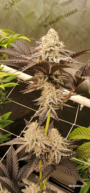 Krumbz's picture by MRGETBLOWN