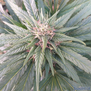 Hashberry's picture by dzhangar09