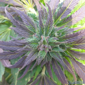 Hashberry's picture by dzhangar09