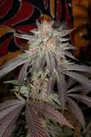 An image of Cuntz - Pink Pheno