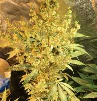 An image of Prayer Tower Sativa F2