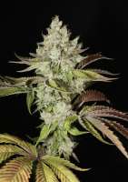 An image of Triangle Kush Bx1