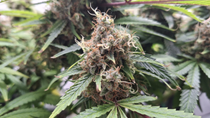 Silver Princess Mc Jaggen's picture by Jaggen4Life