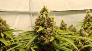 Silver Princess Mc Jaggen's picture by Jaggen4Life