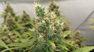 Silver Princess Mc Jaggen's picture by Jaggen4Life