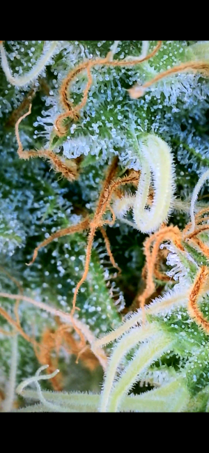 Silver Princess Mc Jaggen's picture by Jaggen4Life