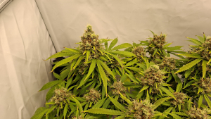 Silver Princess Mc Jaggen's picture by Jaggen4Life