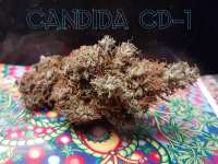 An image of Candida