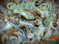 An image of Candida