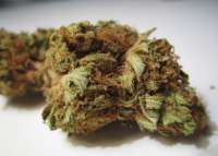 An image of Sour Diesel