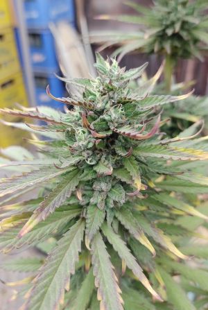 An image of Pink Sherbert