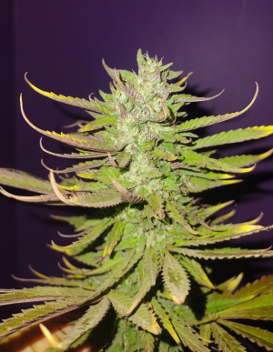 An image of Pink Sherbert