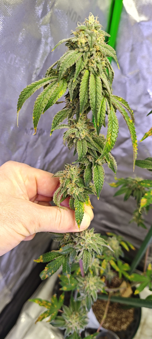 Hollywood Pickle's picture by 420meowmeowmeow