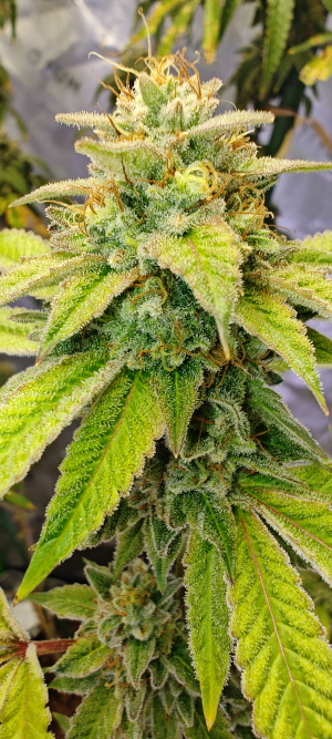 Image #06122543214934446