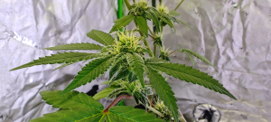 Hollywood Pickle's picture by 420meowmeowmeow