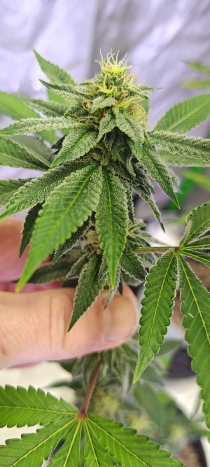 Hollywood Pickle's picture by 420meowmeowmeow