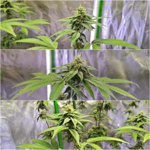 Image #15112541772206689