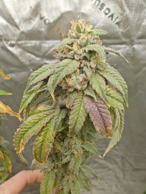 Hollywood Pickle's picture by 420meowmeowmeow