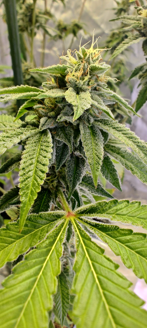 Hollywood Pickle's picture by 420meowmeowmeow