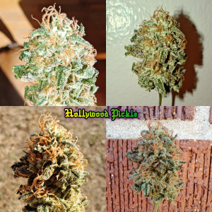 Image #25122560077006975