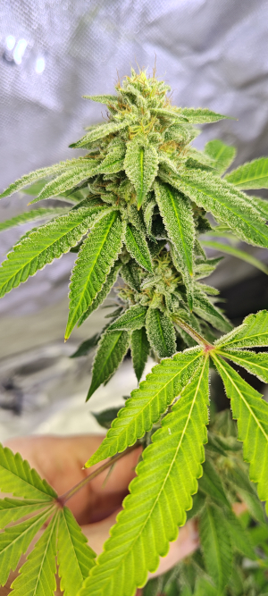 Hollywood Pickle's picture by 420meowmeowmeow