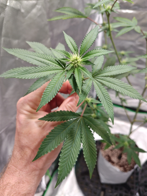 An image of Hollywood Pickle