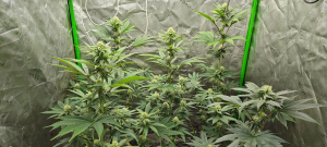 Pickle Driver's picture by 420meowmeowmeow