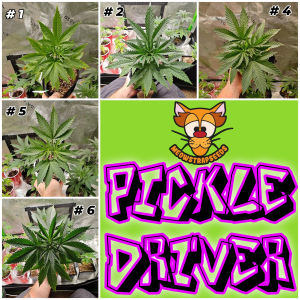 Image #22122531687820196