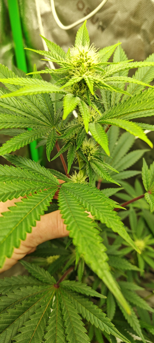 Image #31012633876552462