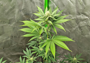 Image #31012666622804338