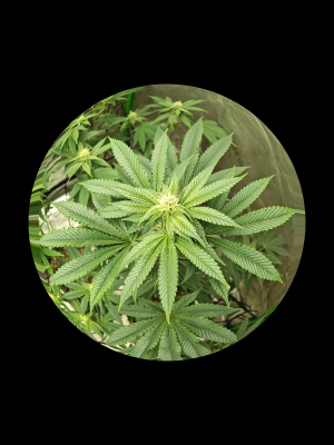 An image of Pickle Driver