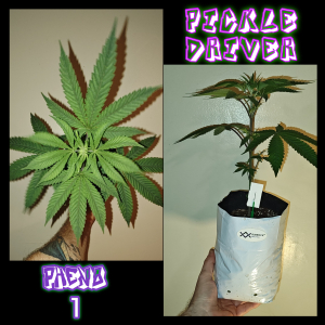 An image of Pickle Driver