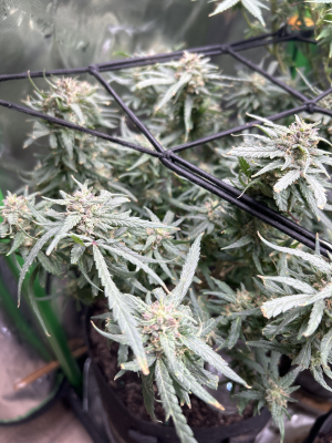 Image #08022615211233583