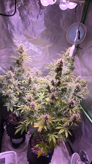 Image #12012606062232249