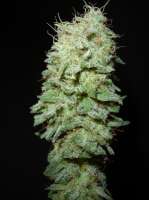 An image of Herijuana