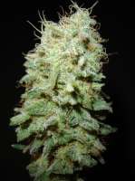 An image of Herijuana