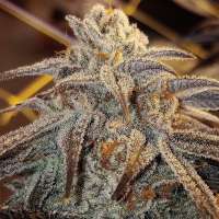 An image of White Runtz x Platinum Kush Mintz