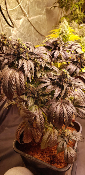 Devil's Gelato's picture by MrGreenGenetics