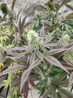 Lemon Drop Mash's picture by KiefStone420