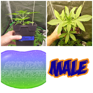 Image #06022698200151311