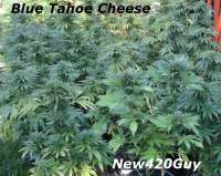 An image of Blue Tahoe Cheese