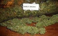 An image of Early Skunk