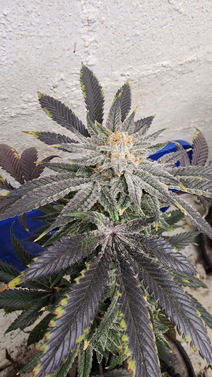 Fire Glue's picture by Djseason76