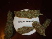 An image of Grape Afghan Kush